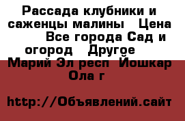 Рассада клубники и саженцы малины › Цена ­ 10 - Все города Сад и огород » Другое   . Марий Эл респ.,Йошкар-Ола г.